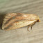 Feeble Grass Moth