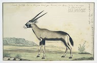 Oryx gazella (Gemsbok)
