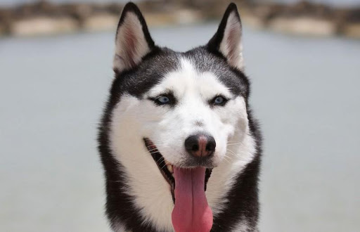 Siberian Dog HD Wallpaper