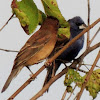 blue grosbeak male and female