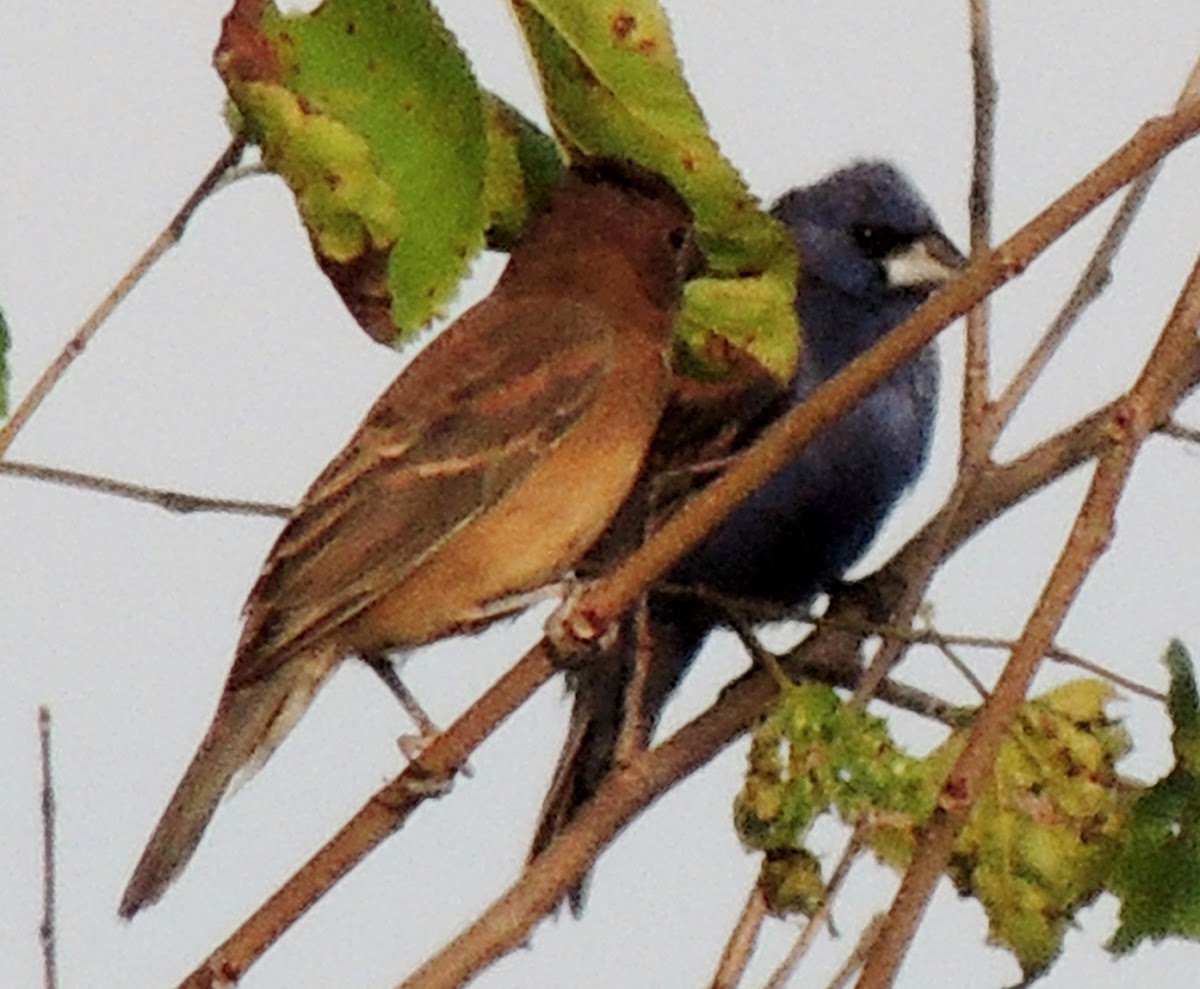 blue grosbeak male and female