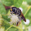Crabronidae wasp