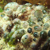 Sea Pearl Alga