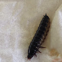 Ground beetle (larva)