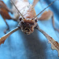 Find Stick Insects in Victoria