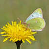 Mountain Clouded Yellow  - Candide