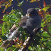Sparrow chick/fledgling