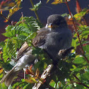 Sparrow chick/fledgling