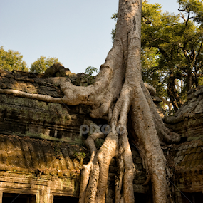 Ta Prohm - Photo #1 by Doug Craig - Buildings & Architecture Decaying & Abandoned