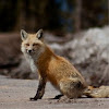 Red fox