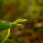 common vine snake