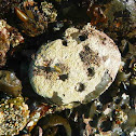 Calcified encrusting red algae (?)