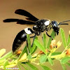 Four-toothed mason wasp