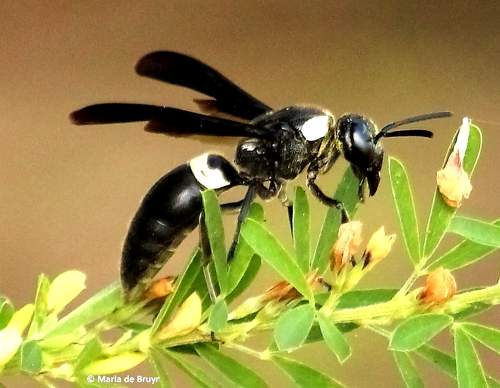 Four-toothed mason wasp