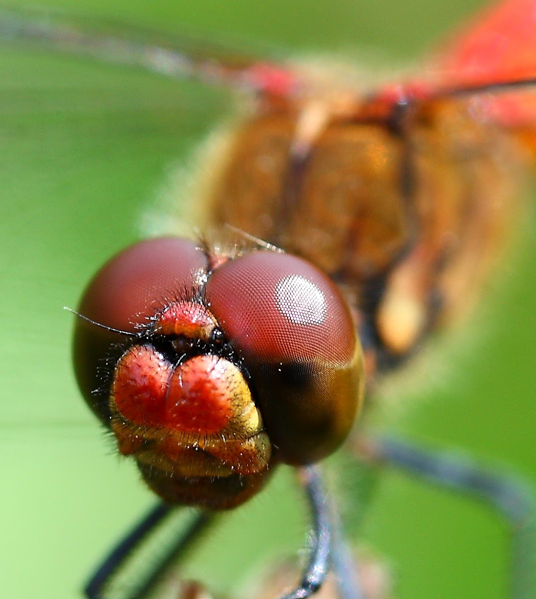 Ruddy darter