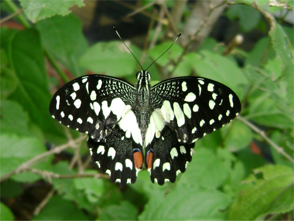 Common Lime Butterfly
