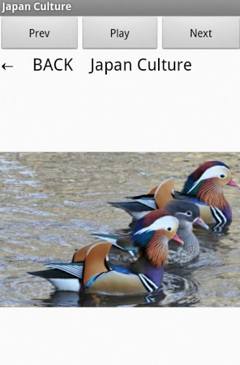 Japan Culture