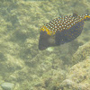 Spotted Boxfish Male