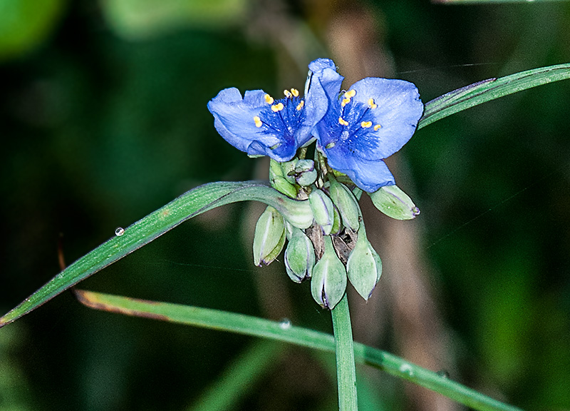 Spiderwort