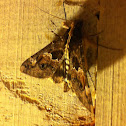Sundowner Moth