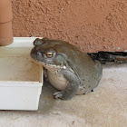 Sonoran Desert Toad (aka Colorado River Toad)