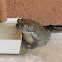 Sonoran Desert Toad (aka Colorado River Toad)