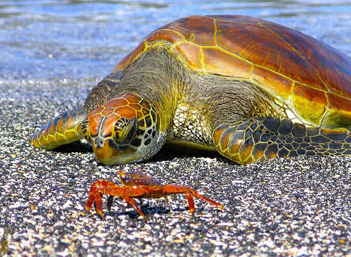 Galapagos-sea-turtle-and-crab - Christine Loomis: “I love this shot. Once the turtle starting swimming toward shore, all I had to do was lay on a rocky beach for a while and wait. The Galapagos are just zillions of photo ops waiting to happen.” 