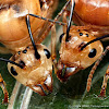 Weaver Ant Queens