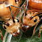 Weaver Ant Queens