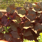 Sweet potato vine
