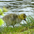 Canada goose(juv)