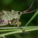 Milkweed Locust