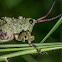 Milkweed Locust