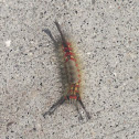 Western tussock moth