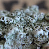 Pertusaria Lichen