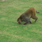 common Indian Ape