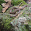 Western smooth earth snake