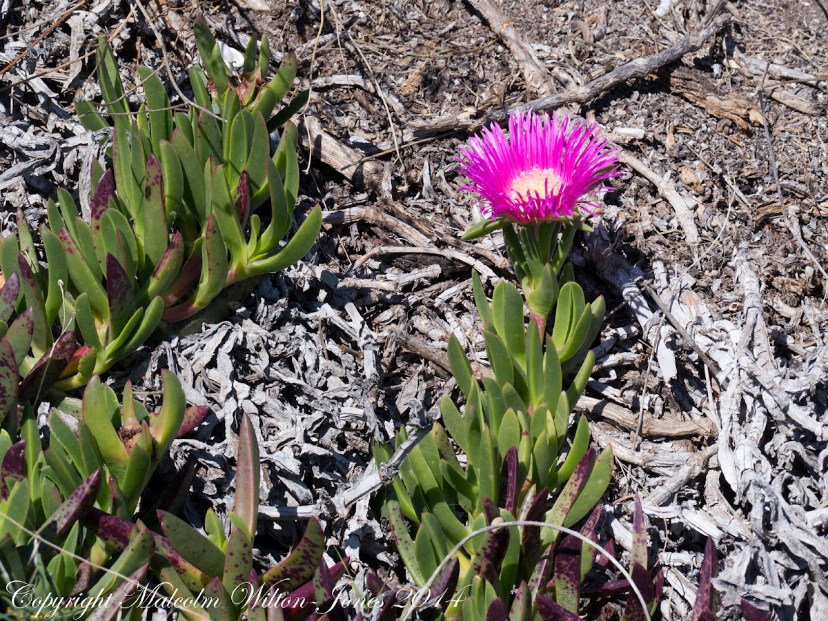 Red Hottentot Fig