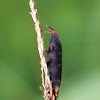 Small pupae