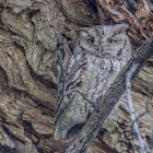 Eastern Screech Owl