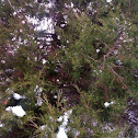 Rocky Mountain Juniper