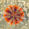 Gracious Sea Urchin