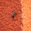 Dust Spider