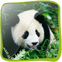Panda Bear 3D icon