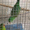 Perico de Barba Naranja (Orange Beard Parakeet)