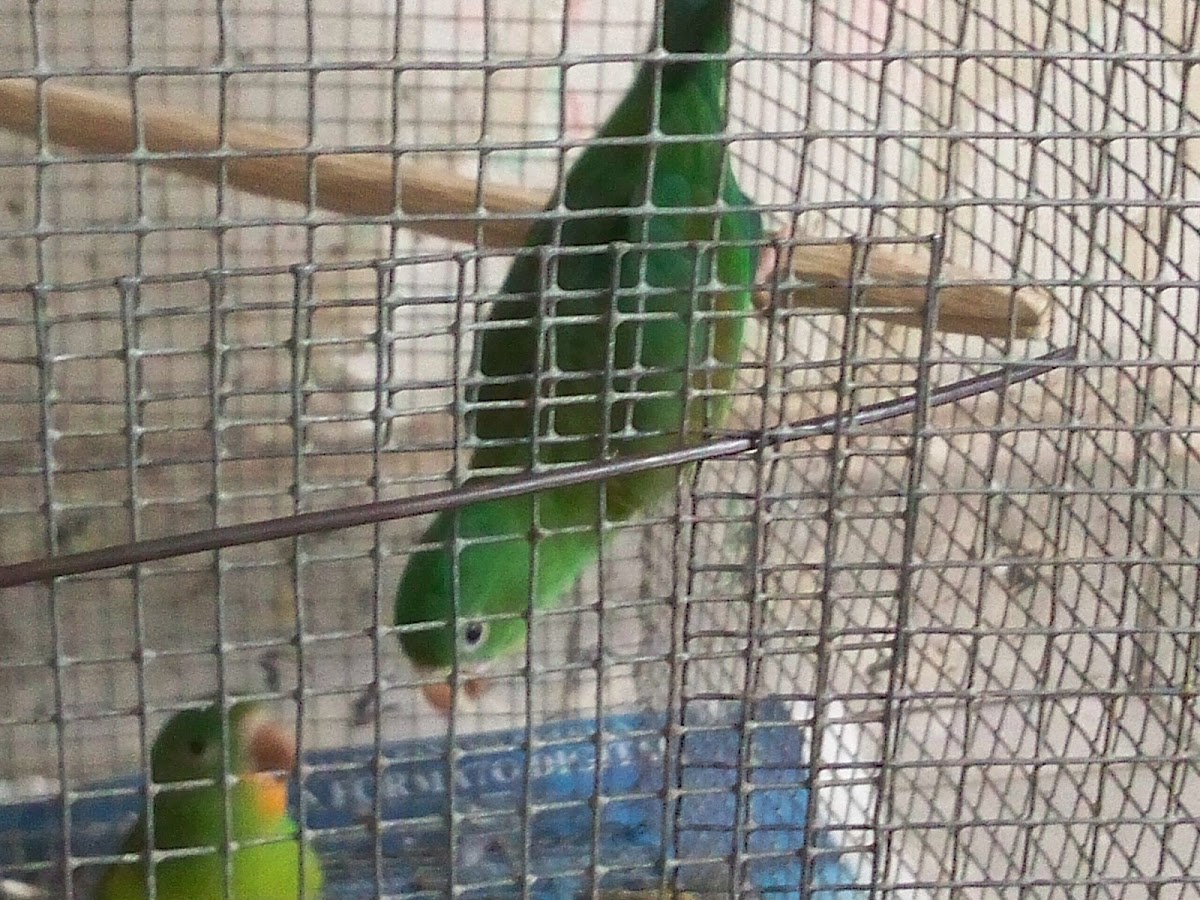 Perico de Barba Naranja (Orange Beard Parakeet)