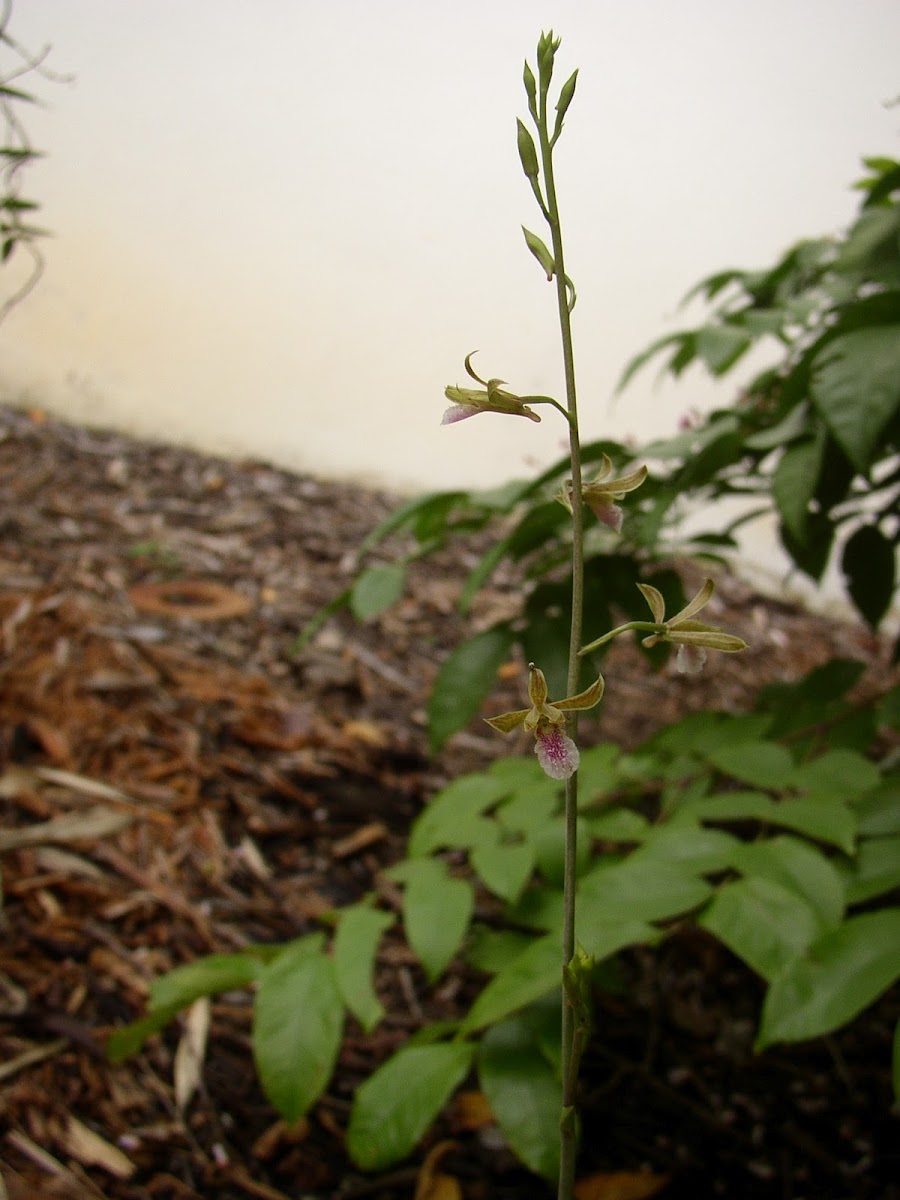 Eulophia graminea