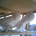 couple of pakistani doves