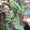 Blunt-lobe cliff fern