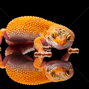 Lonely Gecko by Aditya Permana - Animals Reptiles